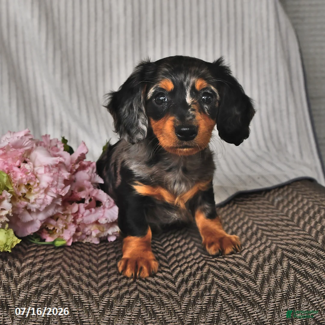 Miniature Dachshund dogs for sale: Karla - Ad 2