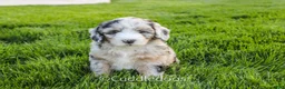Sheepadoodle dogs for sale: Marigold - Ad 5