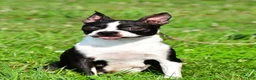 Boston Terrier dogs for sale: Tate - Ad 9