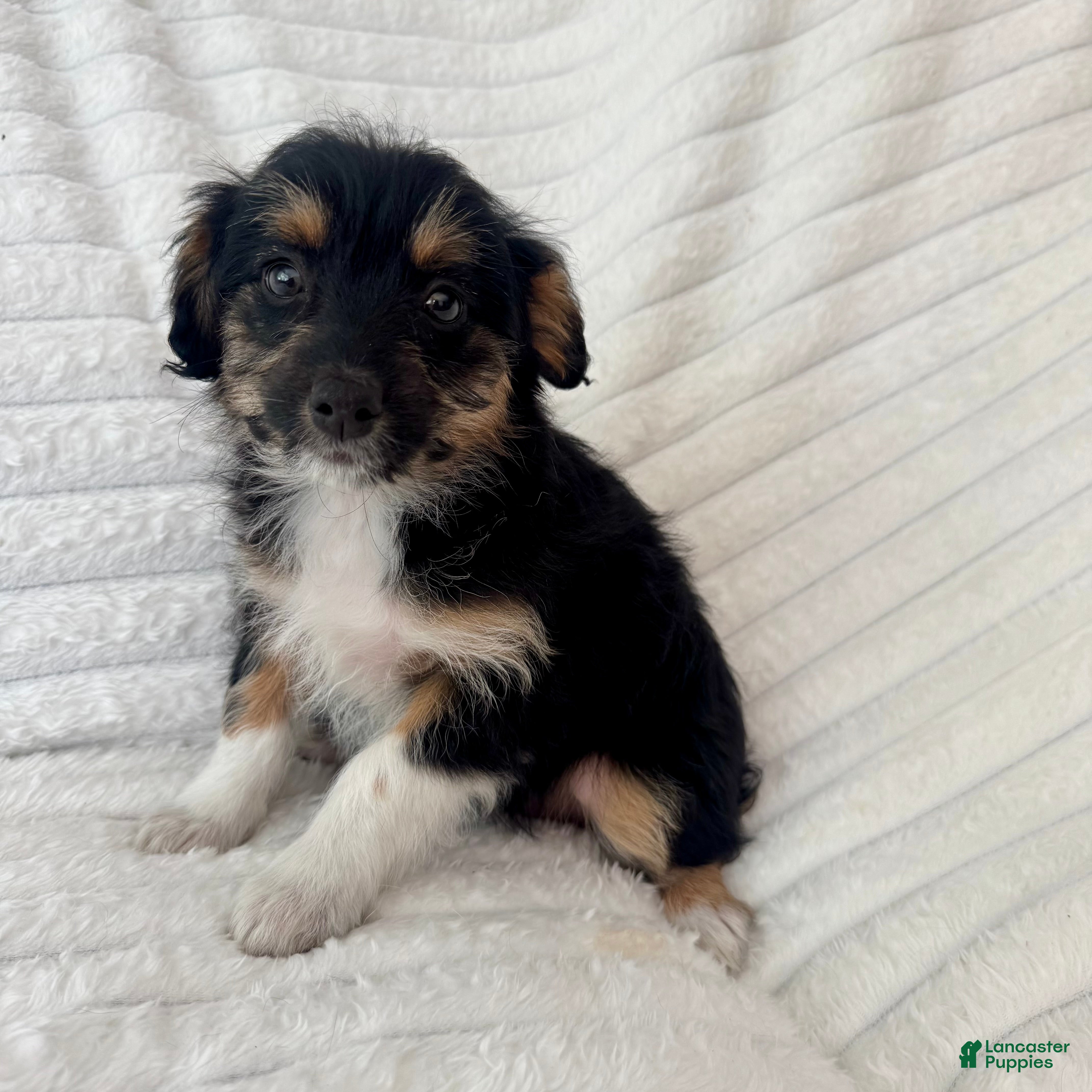 Mixed Breed dogs Pearl  - Ad 22