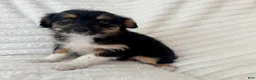 Mixed Breed dogs for sale: Pearl  - Ad 1