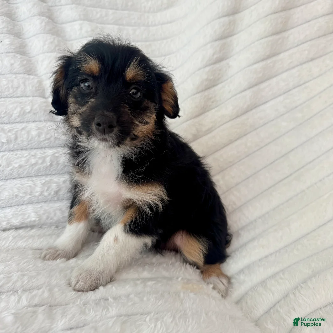Mixed Breed dogs for sale: Pearl  - Ad 1