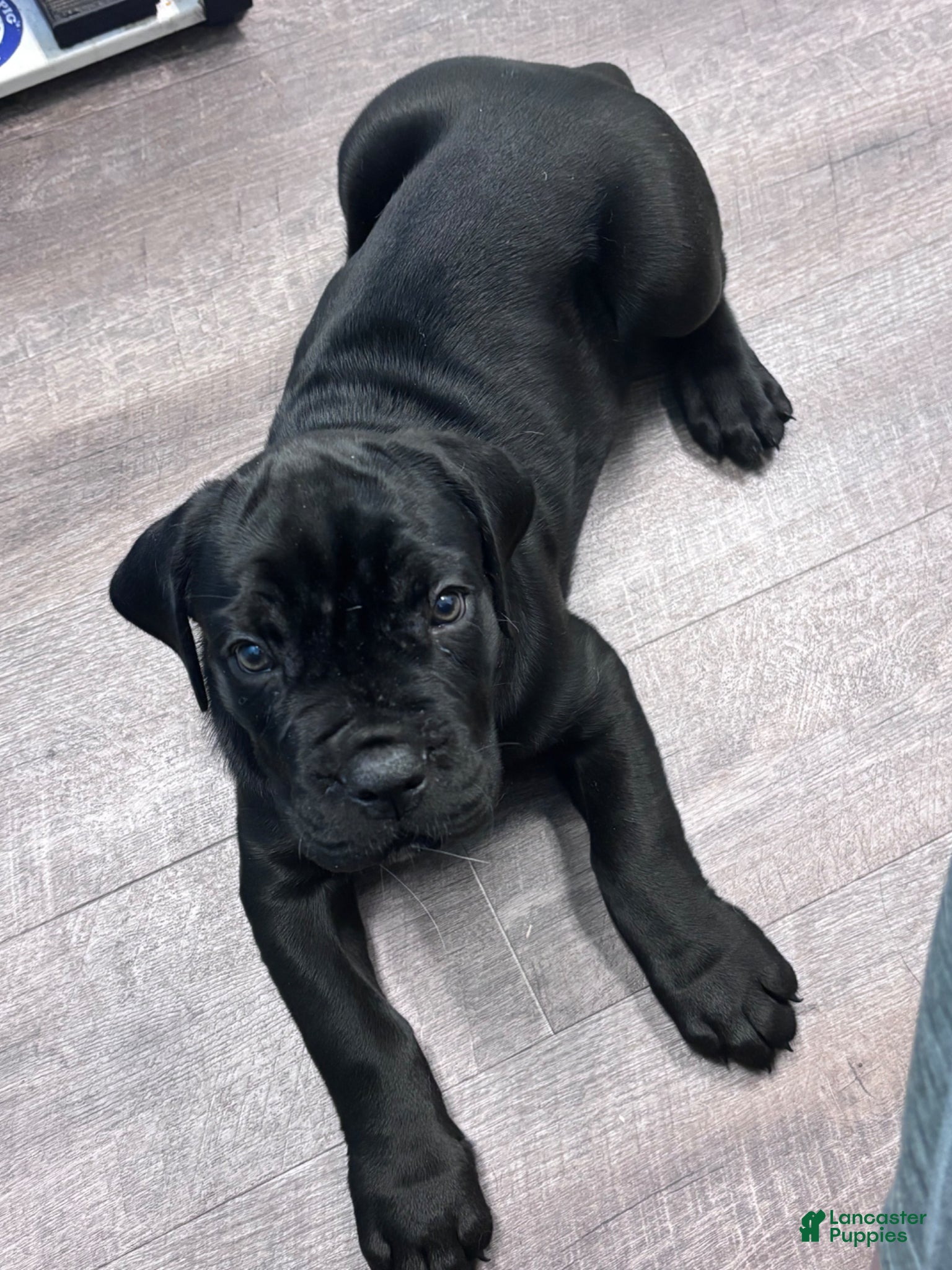 Cane Corso dogs Cane Corso Puppy 2 - Ad 6