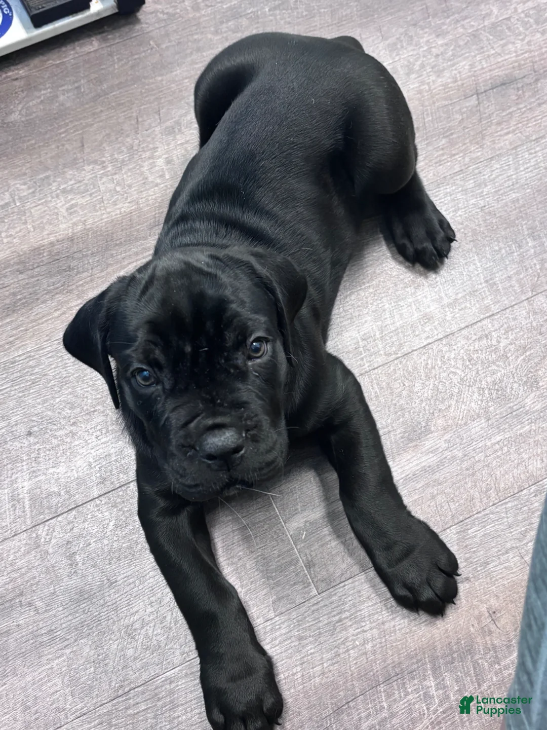 Cane Corso dogs for sale: Cane Corso Puppy 2 - Ad 1