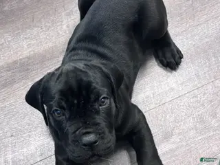 Cane Corso dogs Cane Corso Puppy 2 - Ad 7