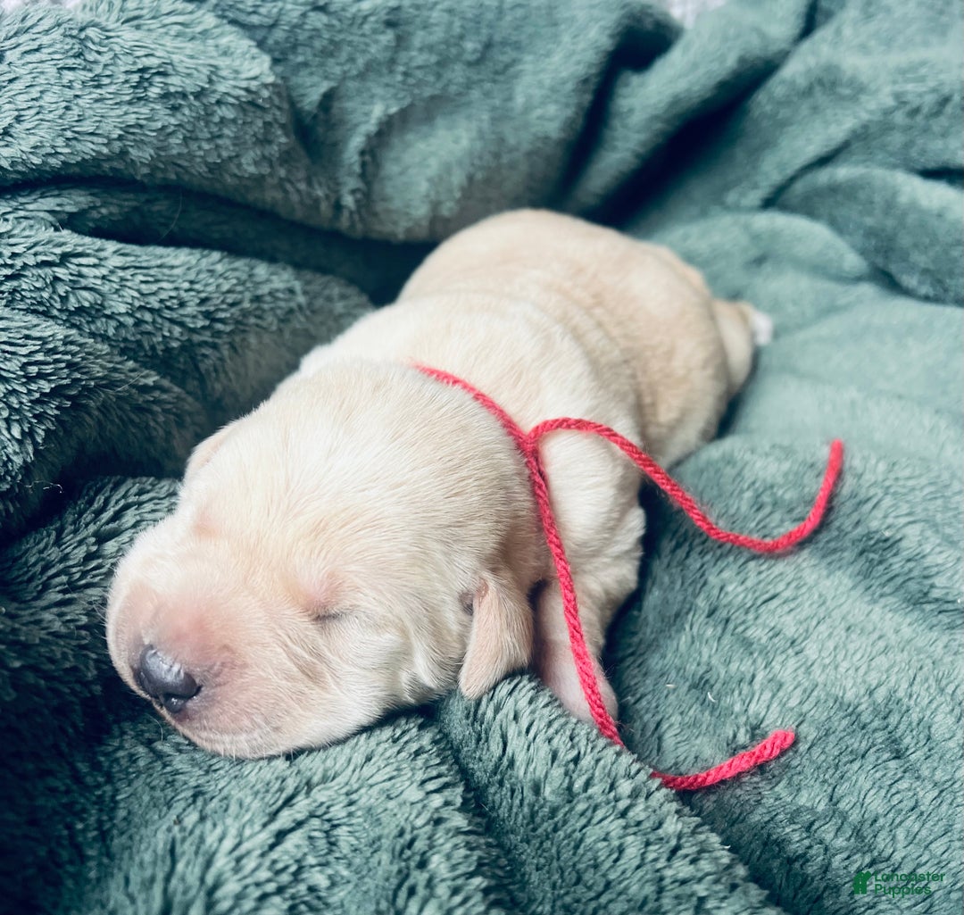 Labrador Retriever dogs for sale: Latte - Ad 2