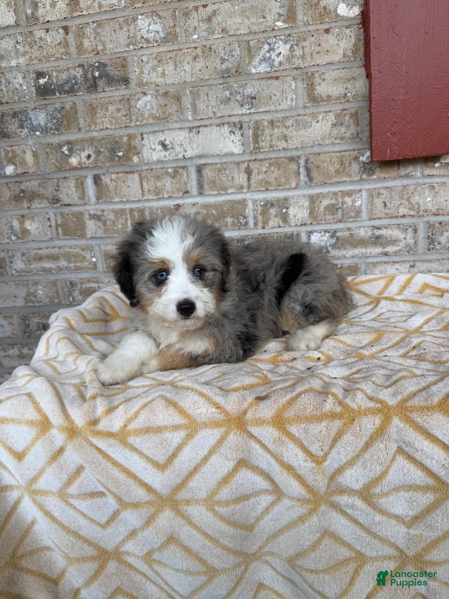 Mini Bernedoodle dogs Birdie - Ad 41