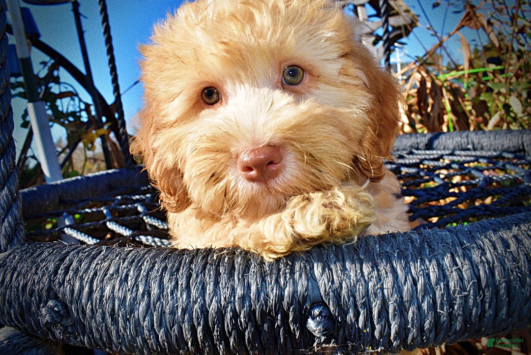 Havapoo dogs for sale: Ringo - Ad 4