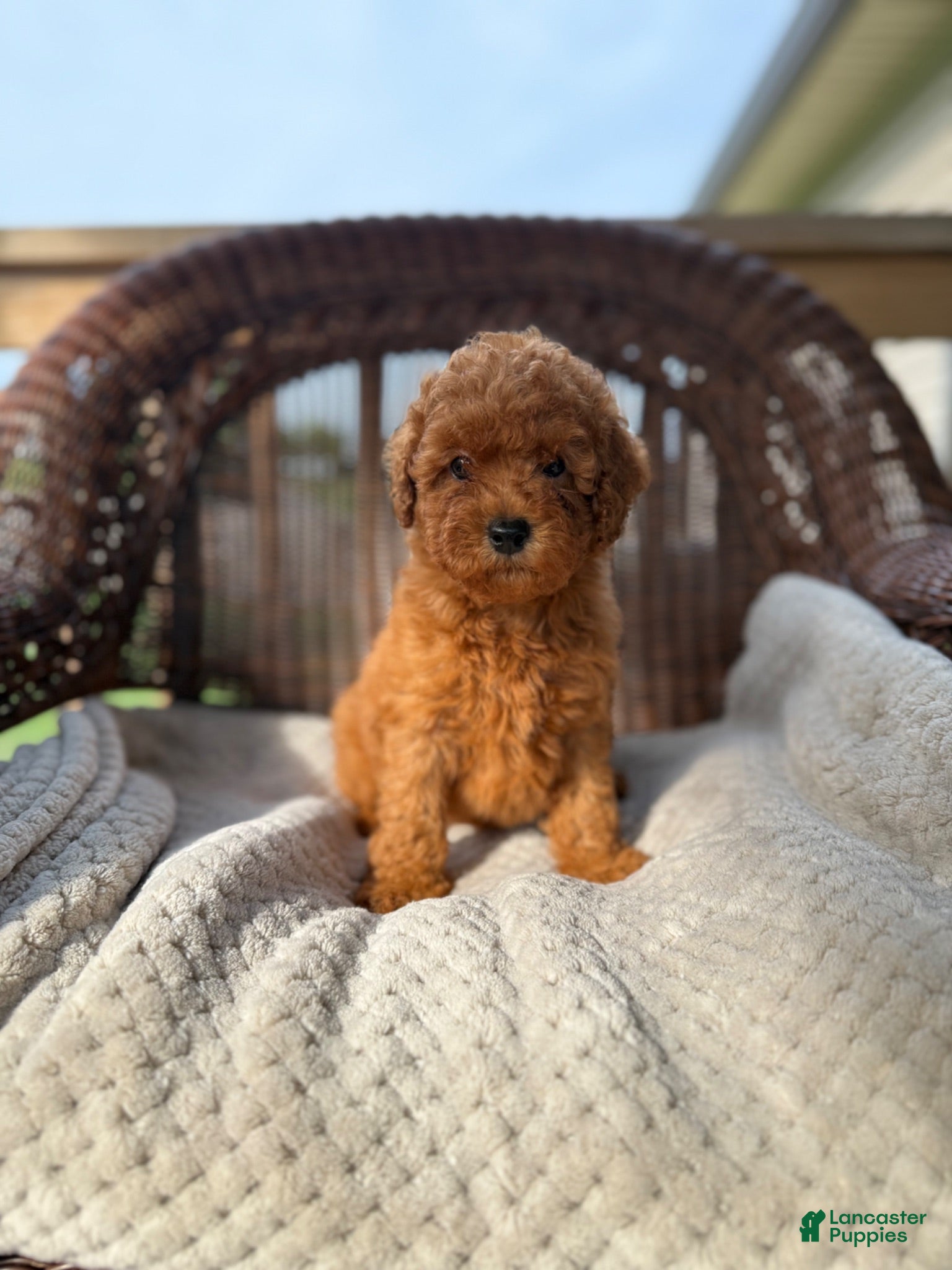 Cockapoo dogs Paco - Ad 20