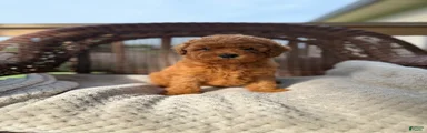 Paco