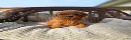 Cockapoo dogs for sale: Paco - Ad 1