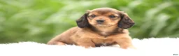 Dachshund dogs for sale: Sage - Ad 3