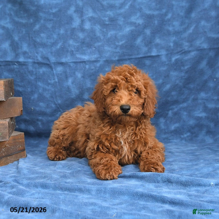 Mini Goldendoodle dogs for sale: Clifford - Ad 3