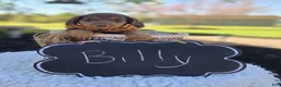 Miniature Dachshund dogs for sale: Billy - Ad 3
