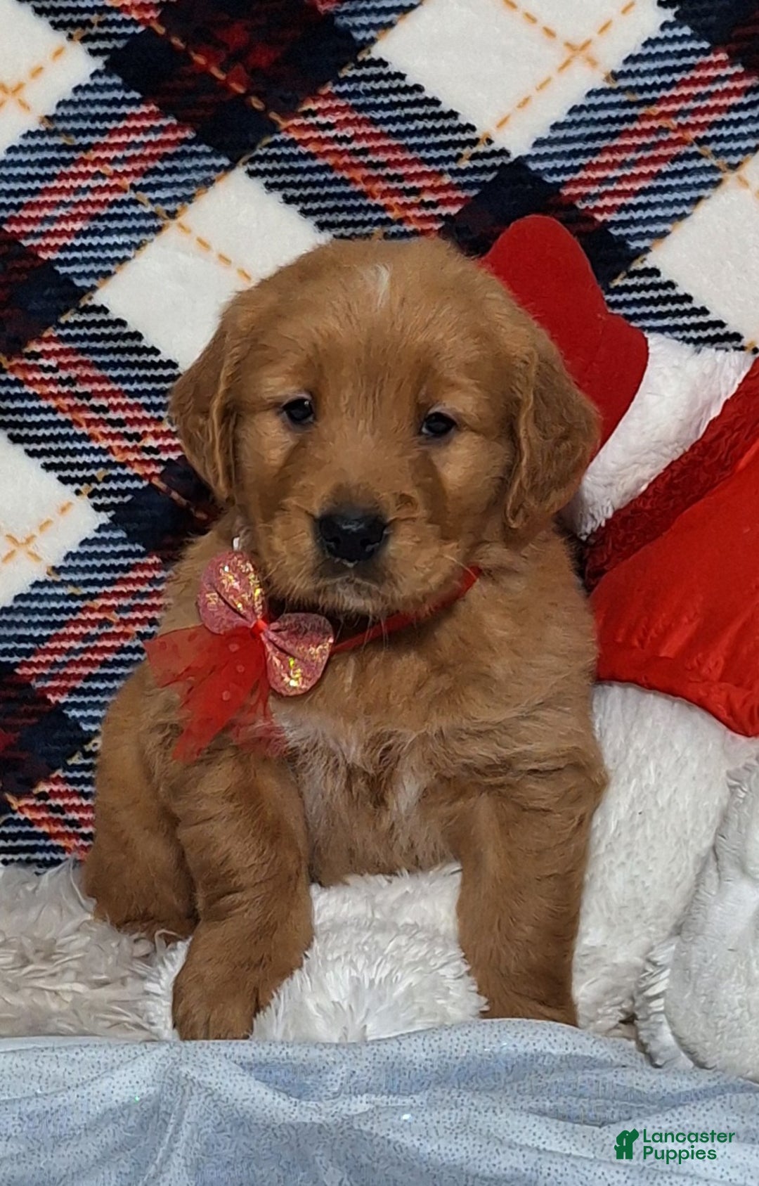 Golden Retriever dogs for sale: Arthur - Ad 3