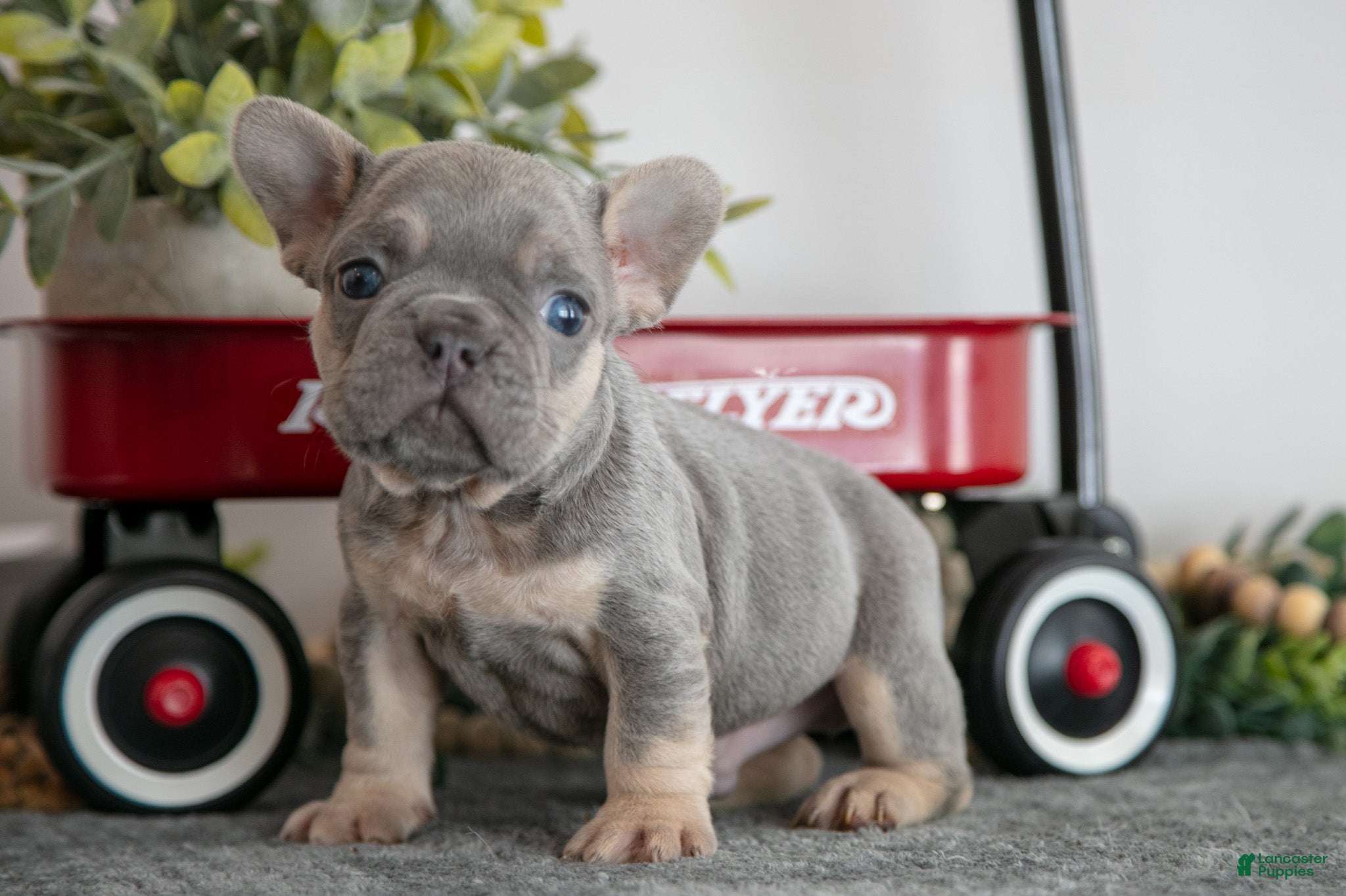 French Bulldog dogs Asher - Ad 42