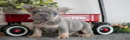 French Bulldog dogs for sale: Asher - Ad 1