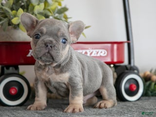 French Bulldog dogs for sale: Asher - Ad 1