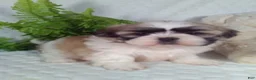 Shih Tzu dogs for sale: Hero - Ad 5