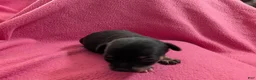 Chihuahua dogs for sale: Chihuahua Puppy 1 - Ad 2