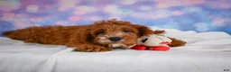 Cavapoo dogs for sale: Clifford - Ad 3