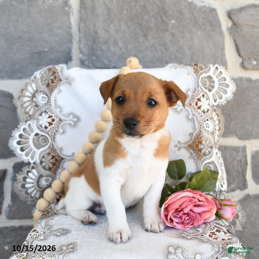 Jack Russell Terrier dogs for sale: Angie - Ad 2