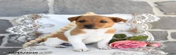 Jack Russell Terrier dogs for sale: Angie - Ad 2