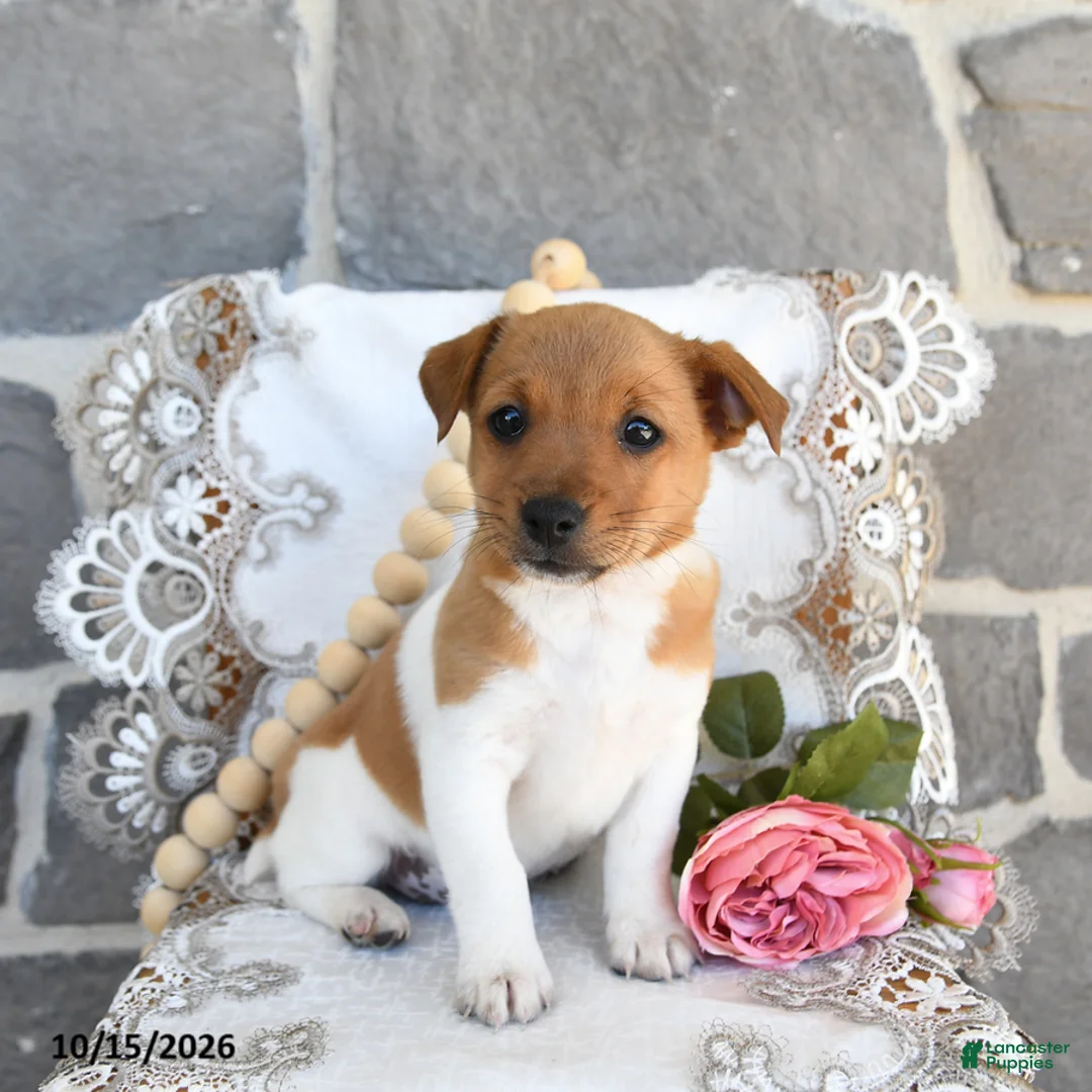 Jack Russell Terrier dogs for sale: Angie - Ad 2