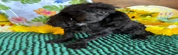 Toy Poodle dogs for sale: Raven - Ad 2