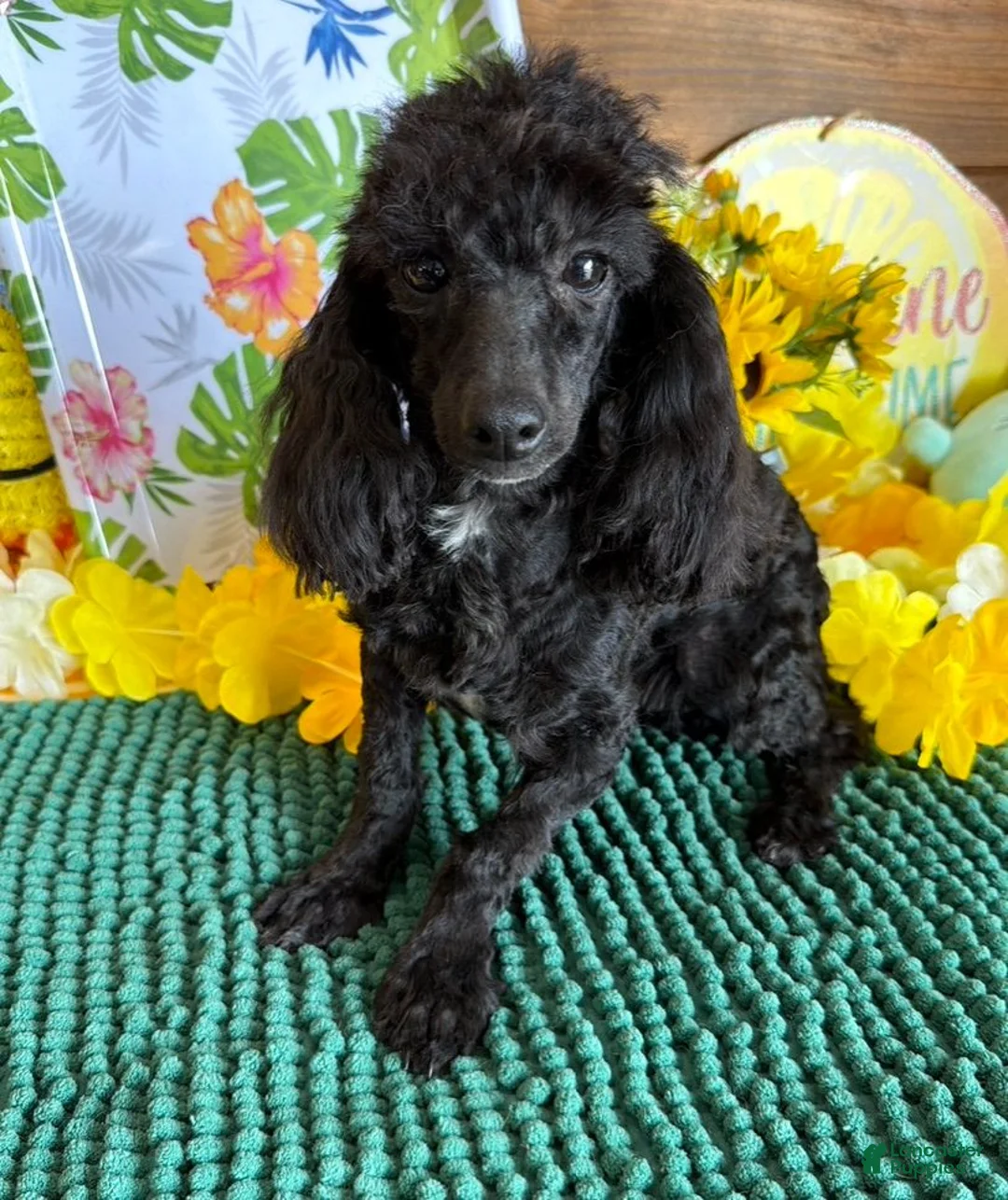 Toy Poodle dogs for sale: Raven - Ad 2