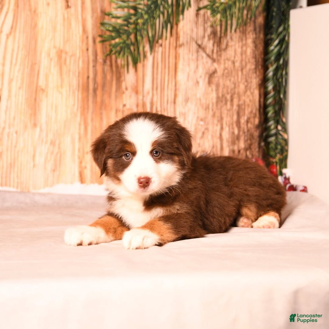 Miniature Australian Shepherd dogs for sale: Sugar Cookie - Ad 4