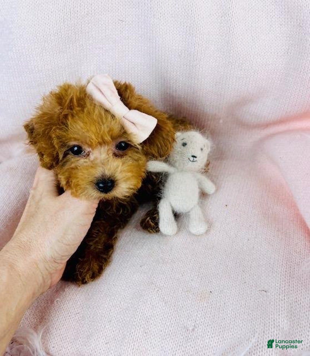Toy Poodle dogs for sale: Meet Panzy! Toy Poodle Puppy  - Ad 5