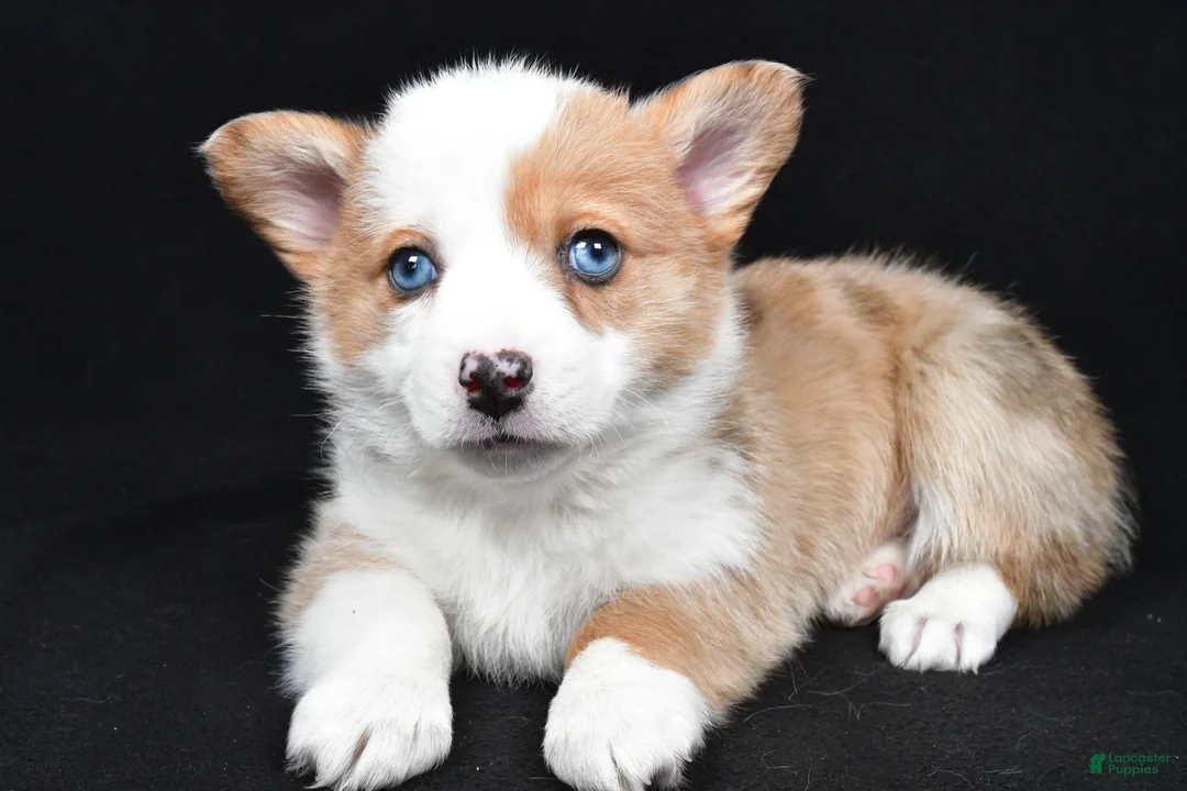 Welsh Corgi Pembroke dogs for sale: Chloe - Ad 7