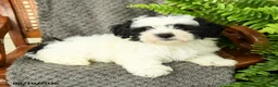Maltipoo dogs for sale: Frankie - Ad 3