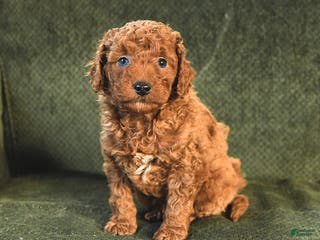Miniature Poodle dogs Nova - Ad 40