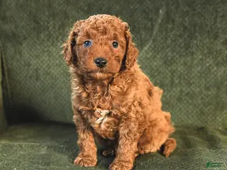 Miniature Poodle dogs Nova - Ad 8