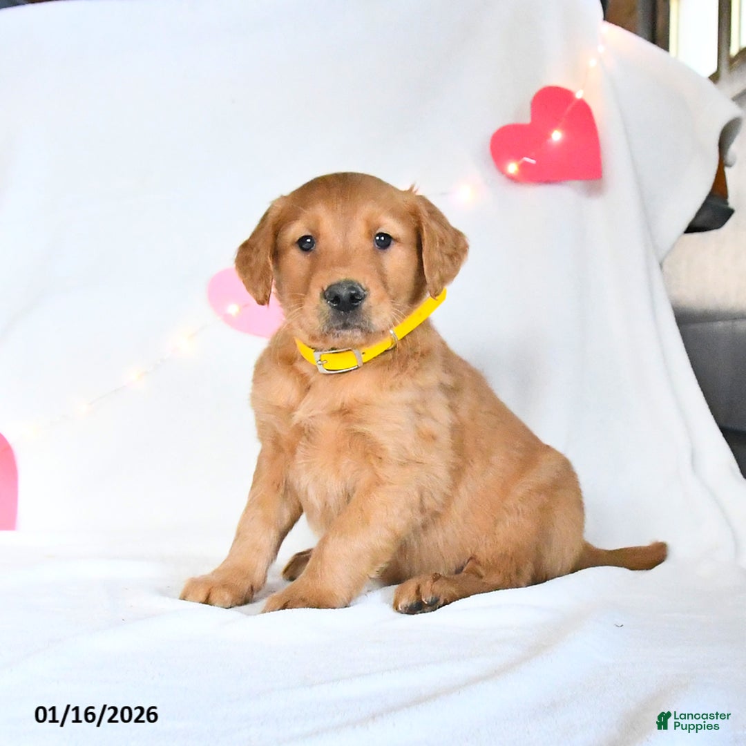 Golden Retriever dogs for sale: Merlin - Ad 1