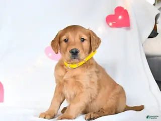 Golden Retriever dogs Merlin - Ad 42