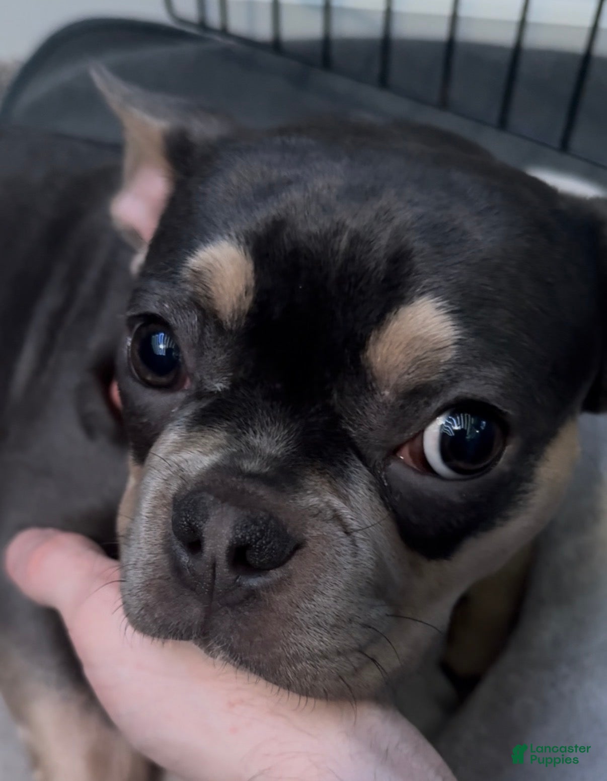 French Bulldog dogs Tejo - Ad 33