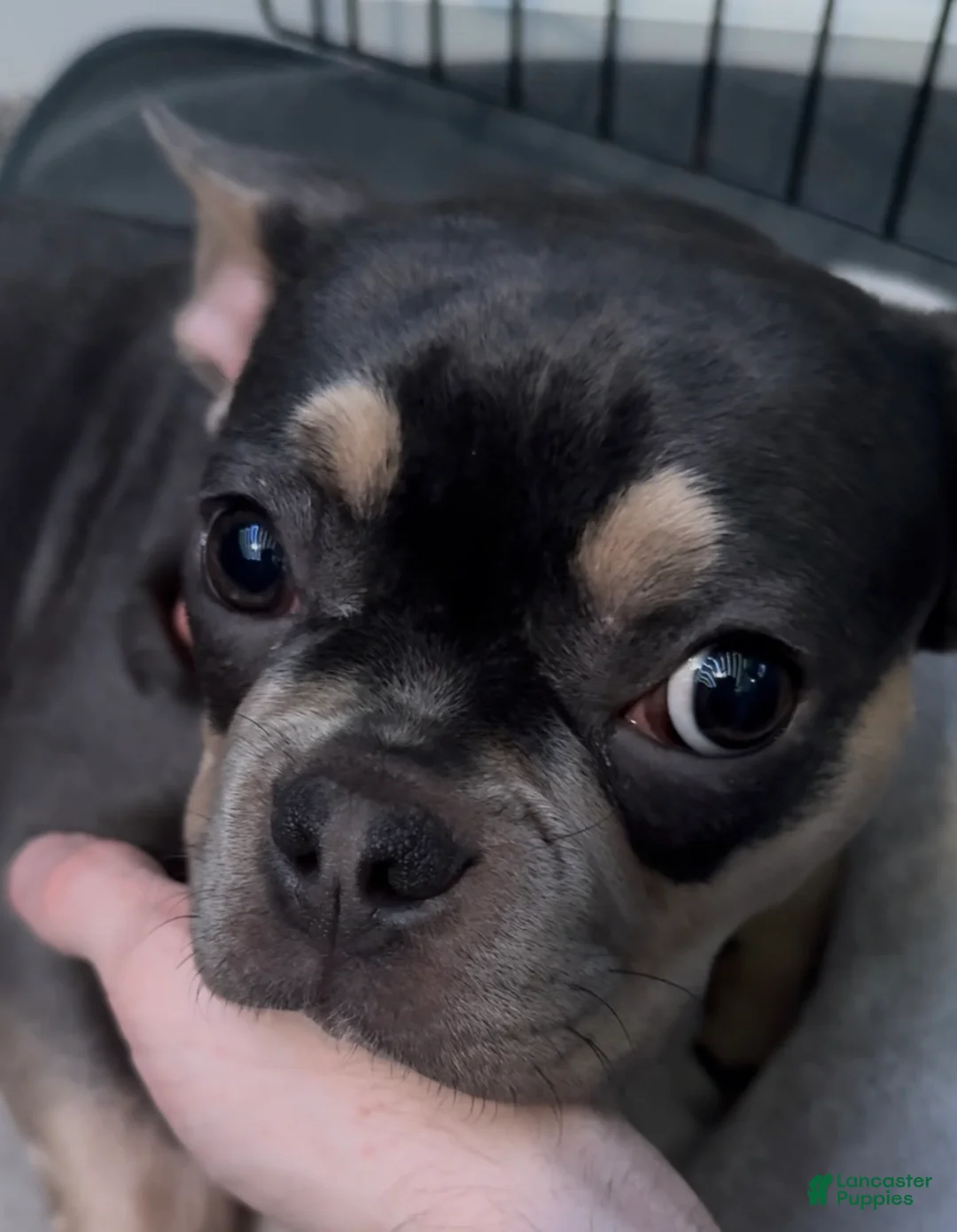 French Bulldog dogs for sale: Tejo - Ad 1