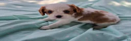 Cavalier King Charles Spaniel dogs for sale: Oscar - Ad 3