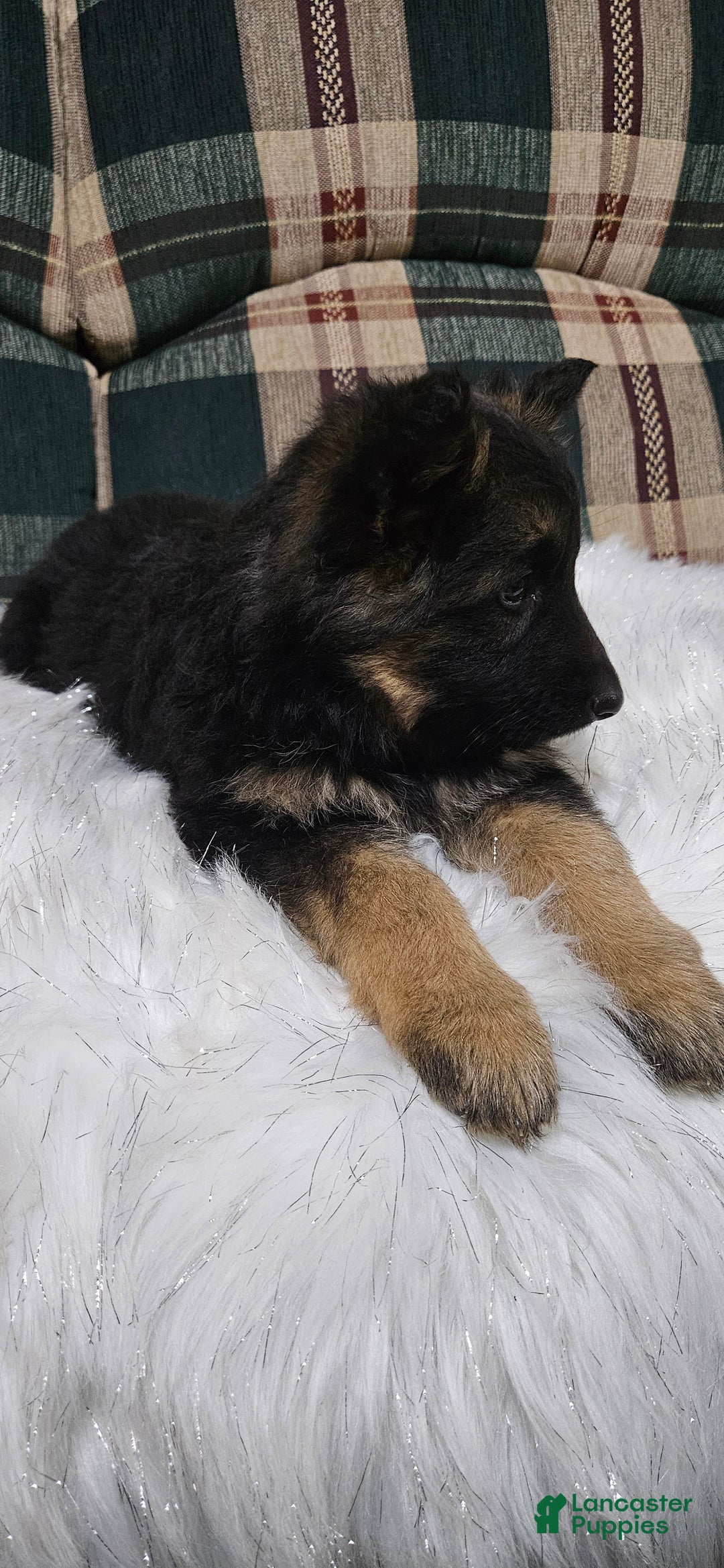 German Shepherd dogs for sale: Lainey - Ad 3