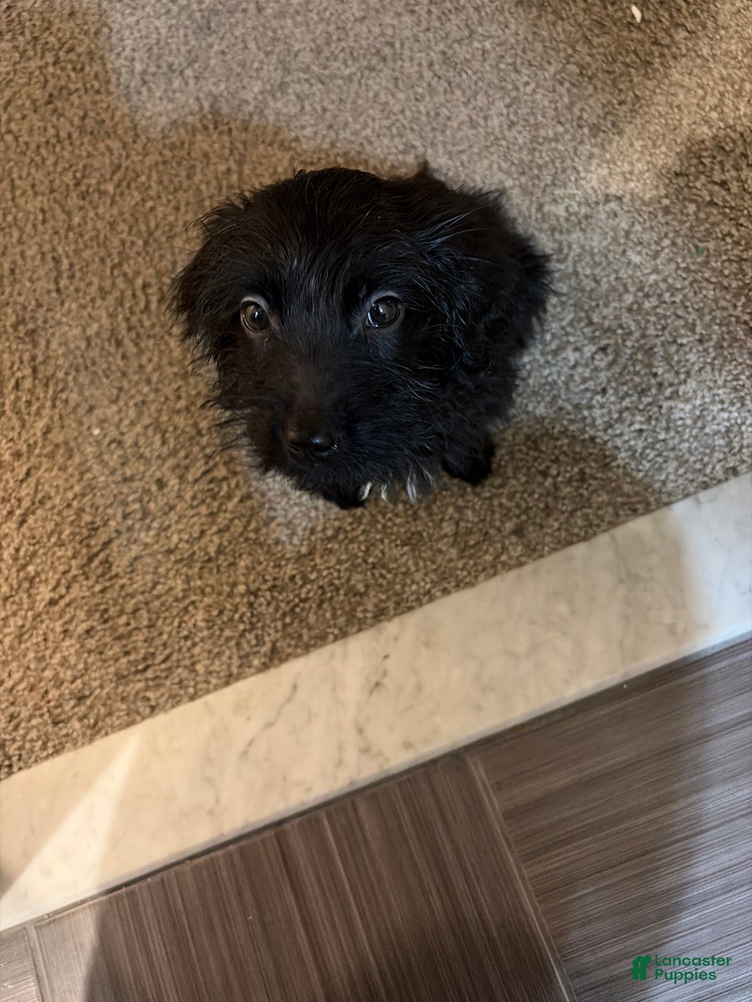 Labradoodle dogs for sale: Aspen - Ad 2