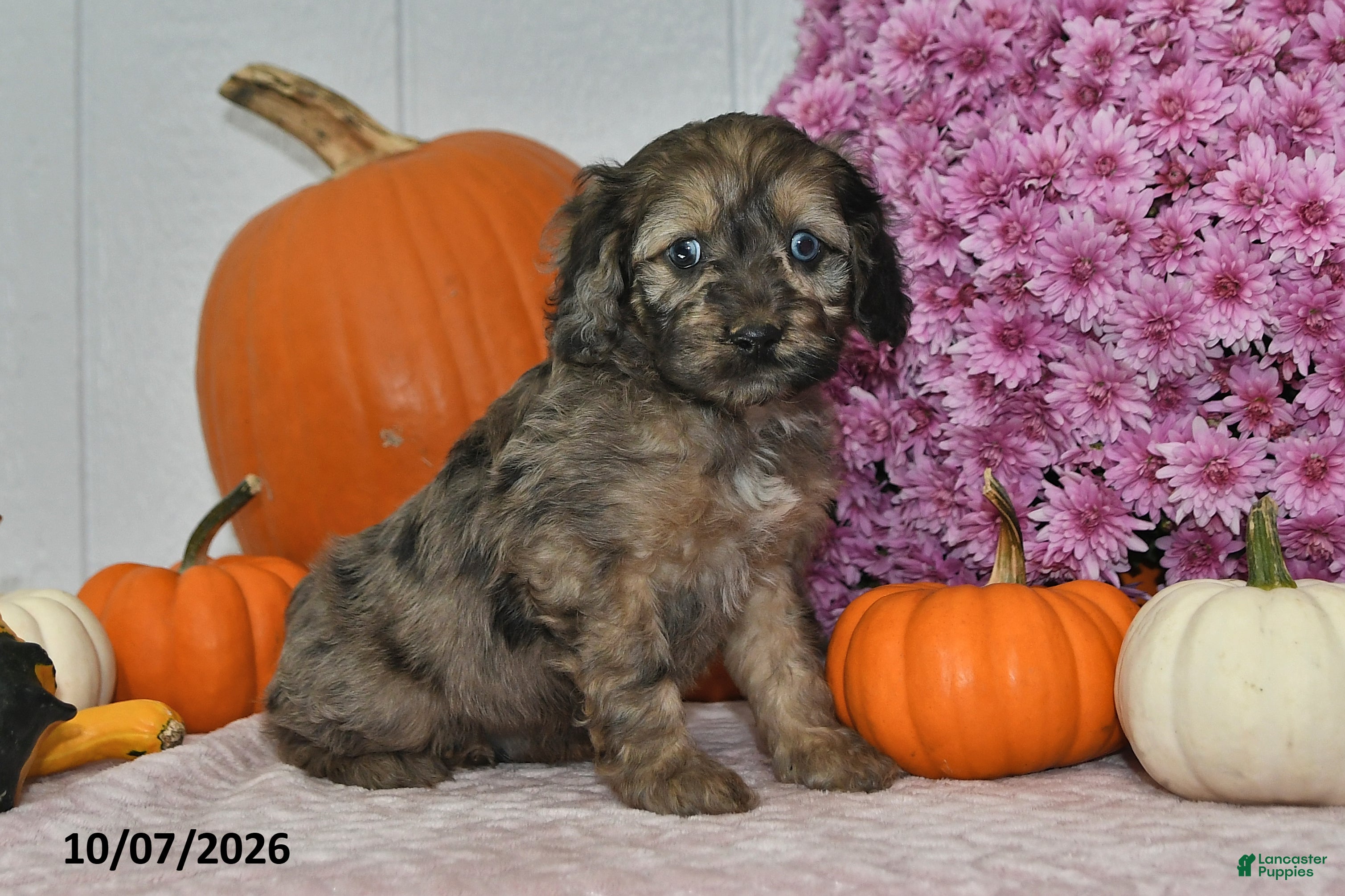 Cockapoo dogs Rusty - Ad 1