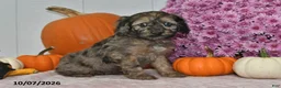 Cockapoo dogs for sale: Rusty - Ad 1