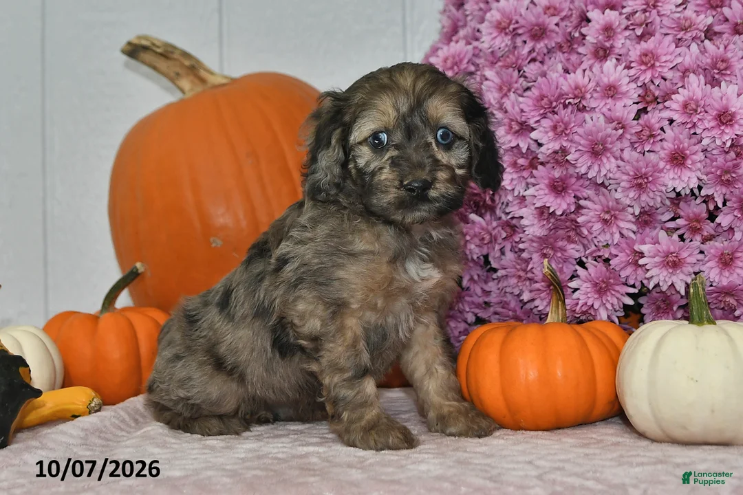 Cockapoo dogs for sale: Rusty - Ad 1