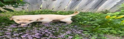 Goldendoodle dogs for sale: Goldendoodle 2 - Ad 5