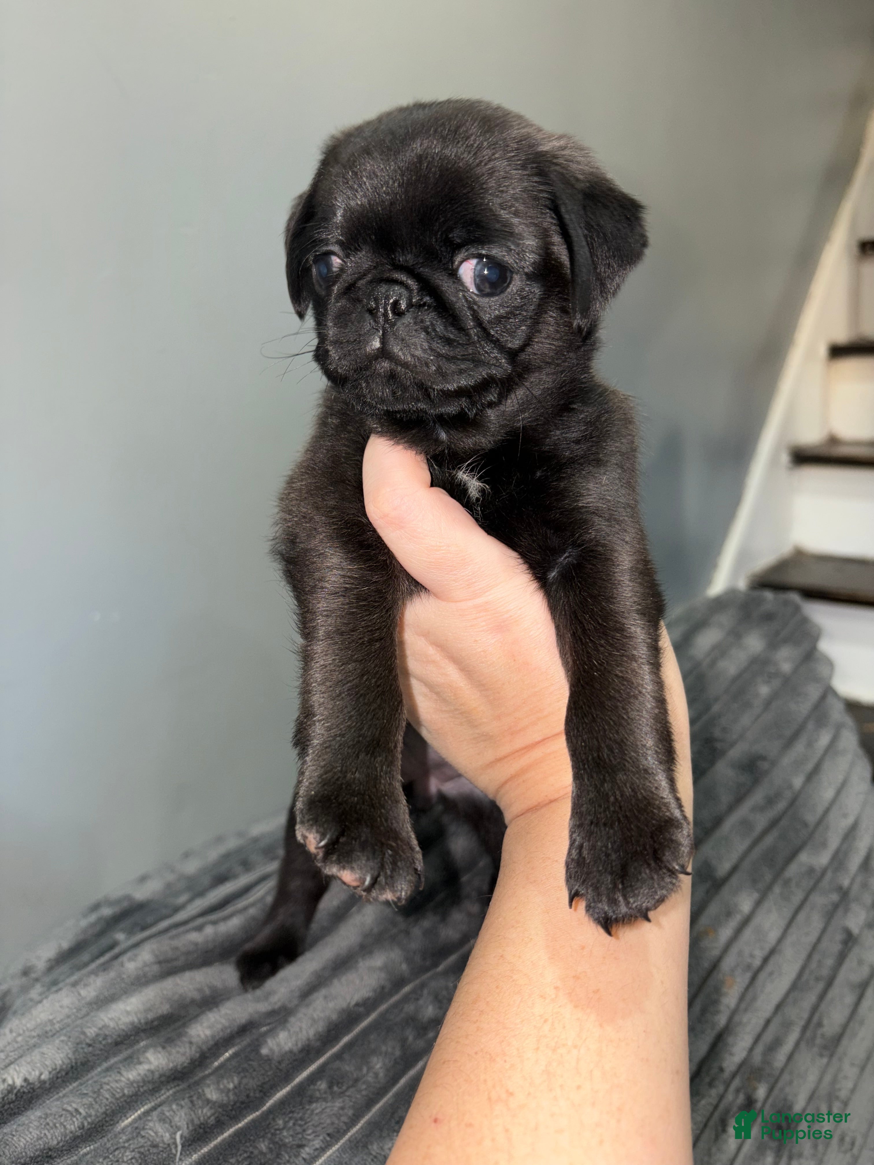 Pug dogs Pugsywugsy - Ad 29