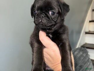 Pug dogs Pugsywugsy - Ad 29