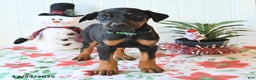 Doberman Pinscher dogs for sale: Bear - Ad 4